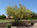 Catclaw Acacia